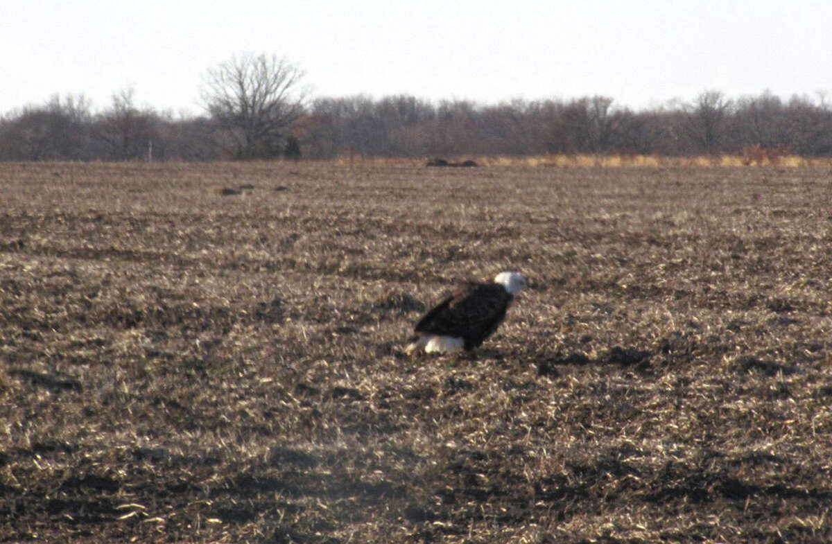 An eagle strolls through a field west of Scottville.