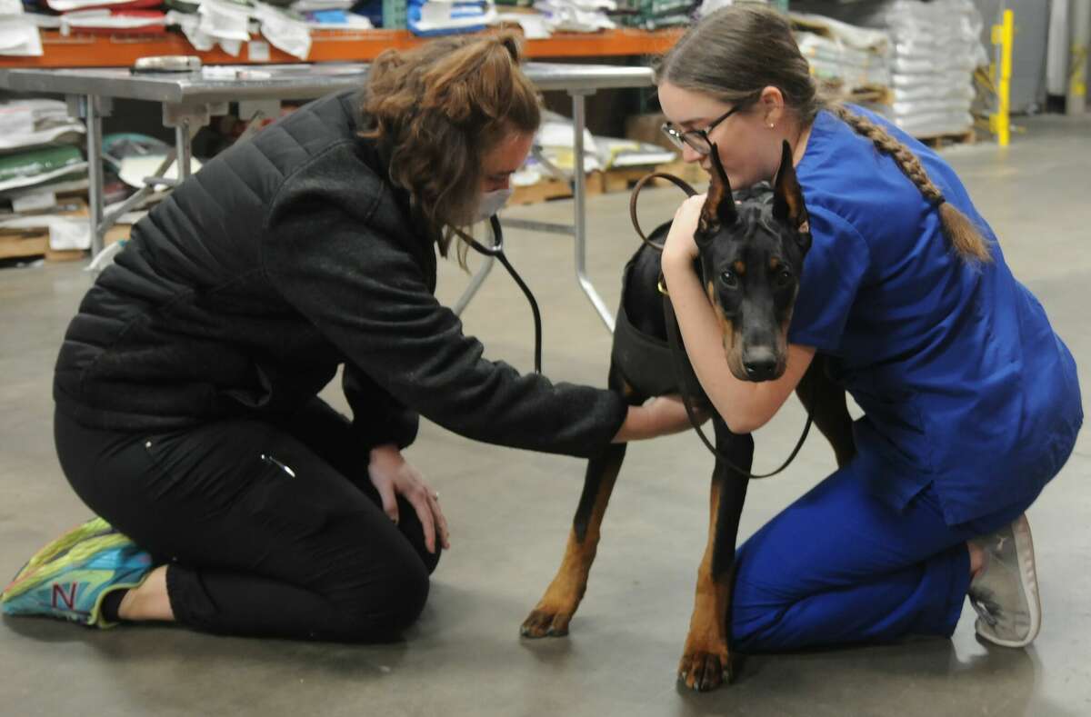 Pets line up for Alton's Santa paws