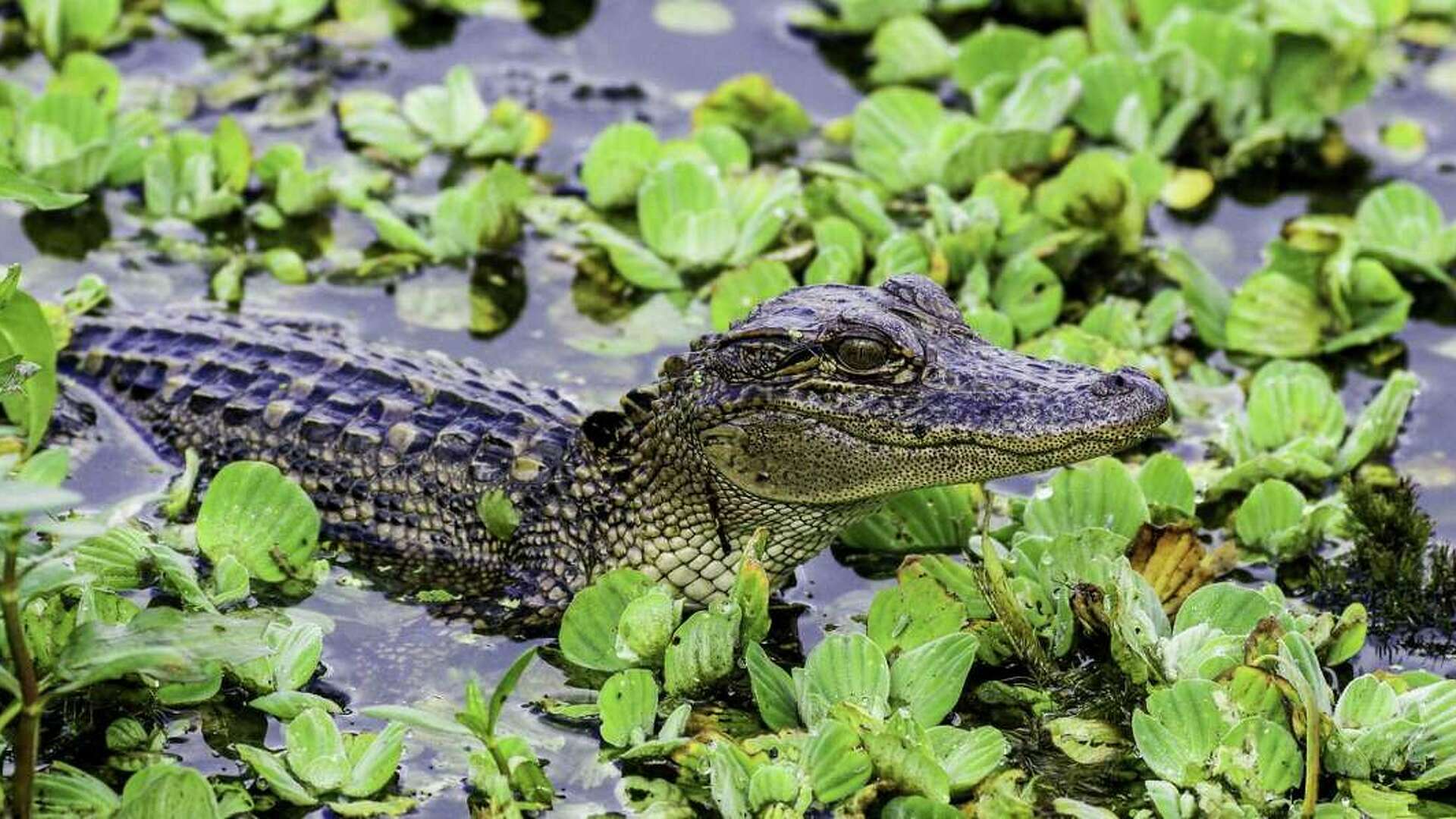 Alligator spotted in Missouri City neighborhood over weekend: video