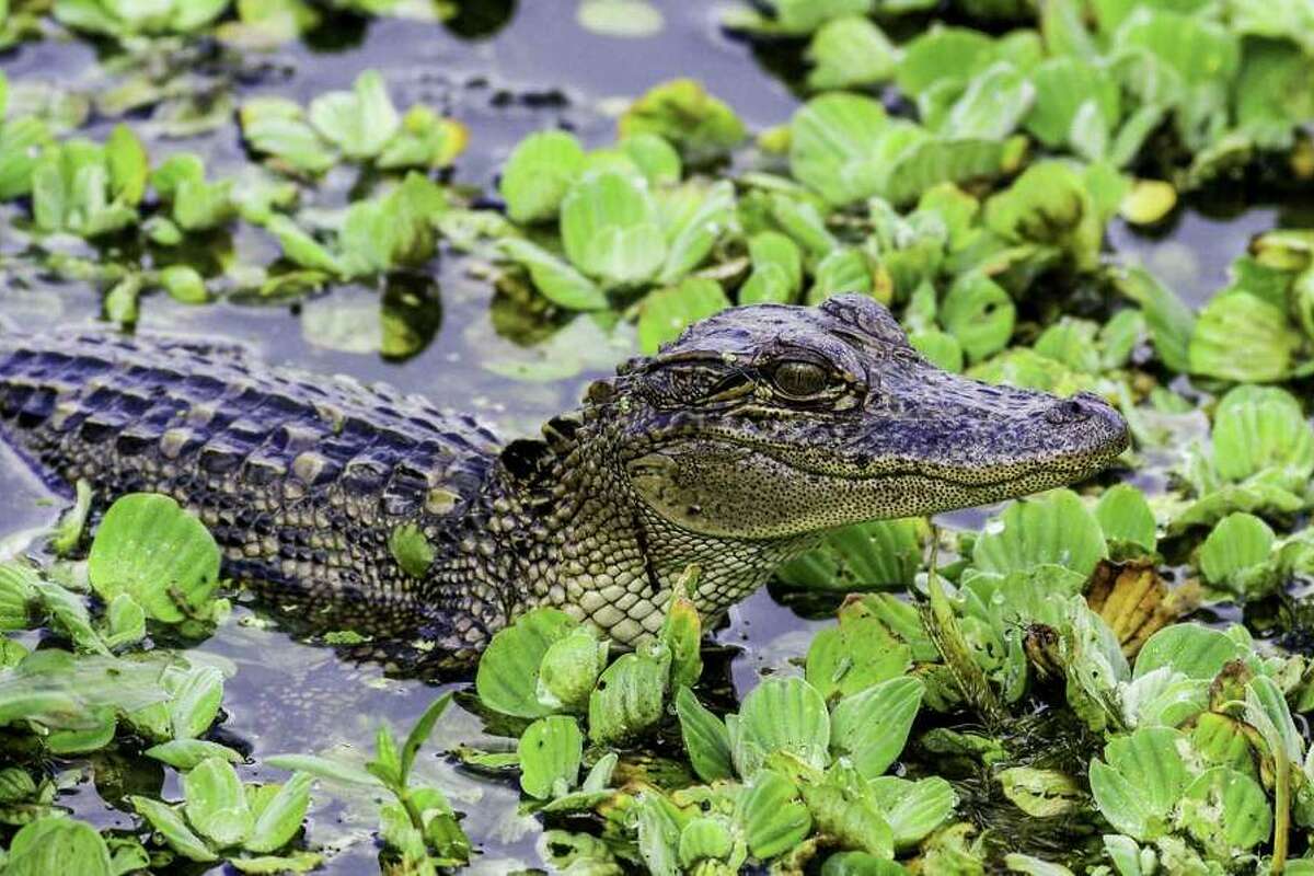 Story photo for Alligator spotted in Missouri City neighborhood: 'That's it, I'm moving to Alaska'