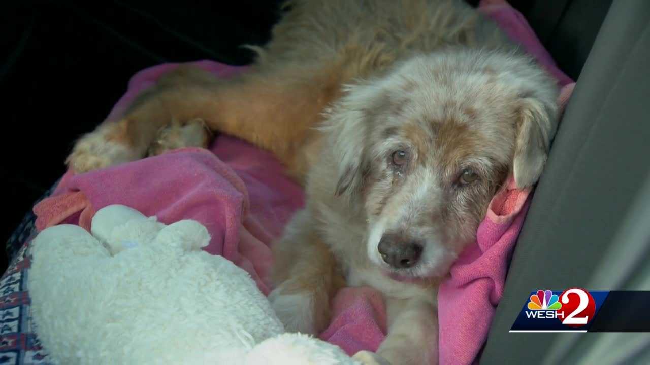 WATCH: Man reunited with his dog after more than seven years apart