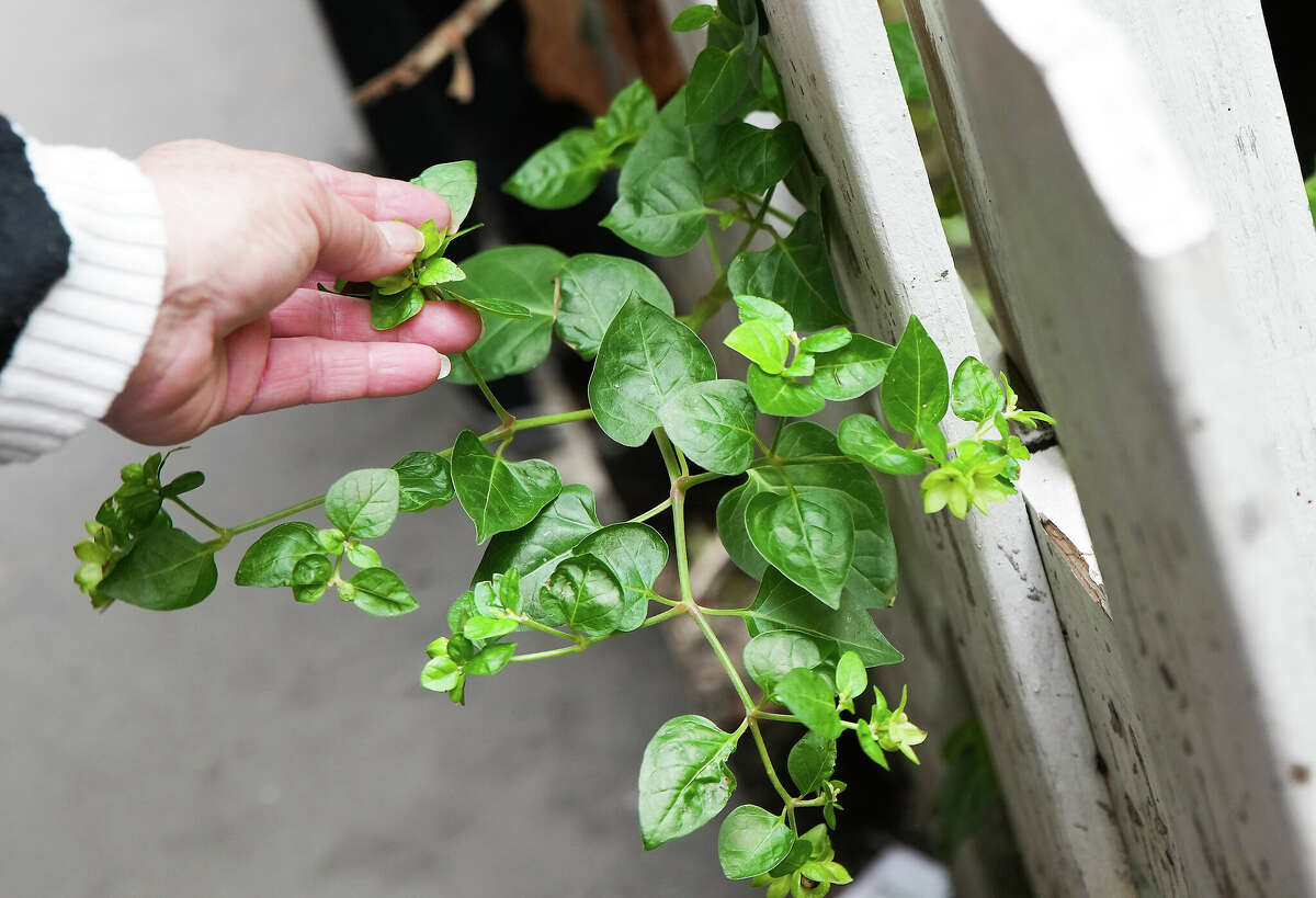 Felicita Gomez, 53, touches the leaves of one of her pepper plants outside her Gulfton apartment on Thursday, Dec. 1, 2022 in Houston.
