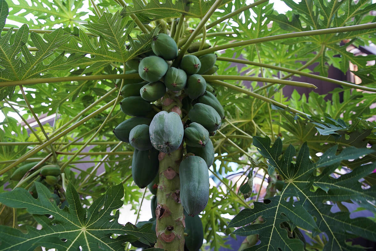 A papaya tree fruits in the yard of a Gulfton apartment complex on Wednesday, Nov. 30, 2022 in Houston.
