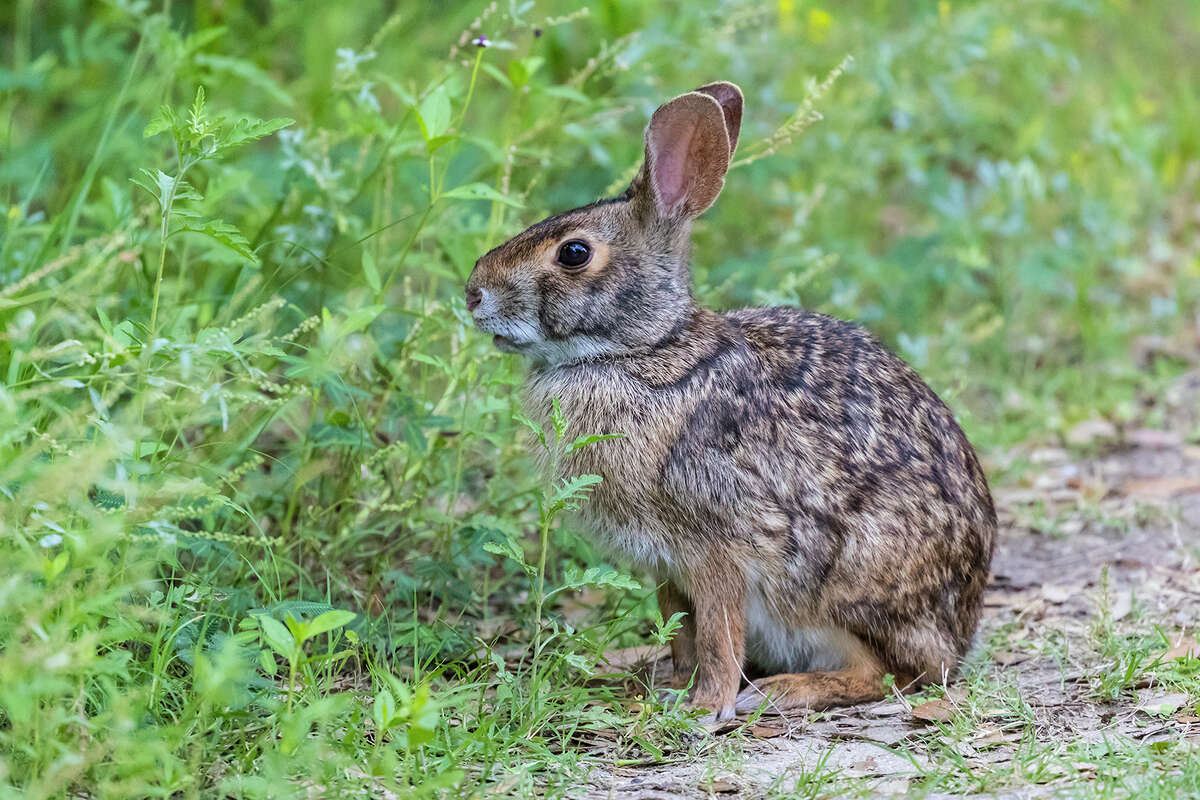 You might see a swamp rabbit along a Houston walking trail. 