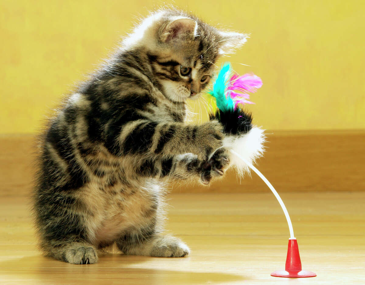 Feather toys are big hits with cats.
