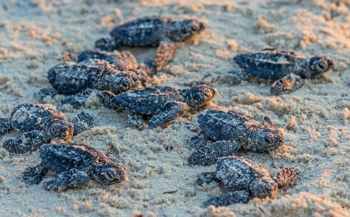 Nine tiny Kemp turtle hatchlings, all covered in sand, scramble across the sand toward the Gulf of Mexico at Padre Island National Seashore.