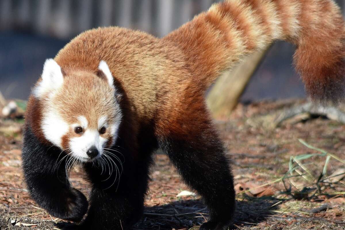 Detroit Zoo introduces new red panda named Ginger for winter season