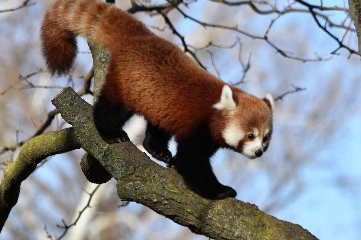 Detroit Zoo introduces new red panda named Ginger for winter season