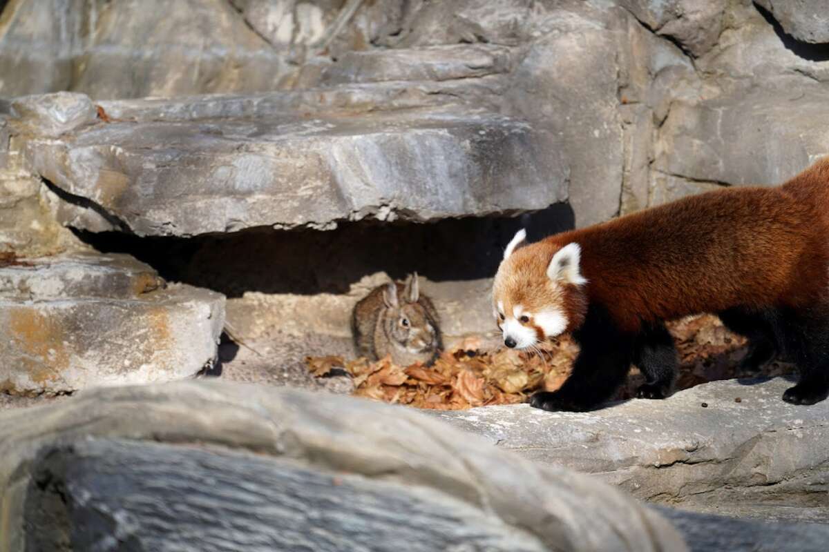 Detroit Zoo introduces new red panda named Ginger for winter season