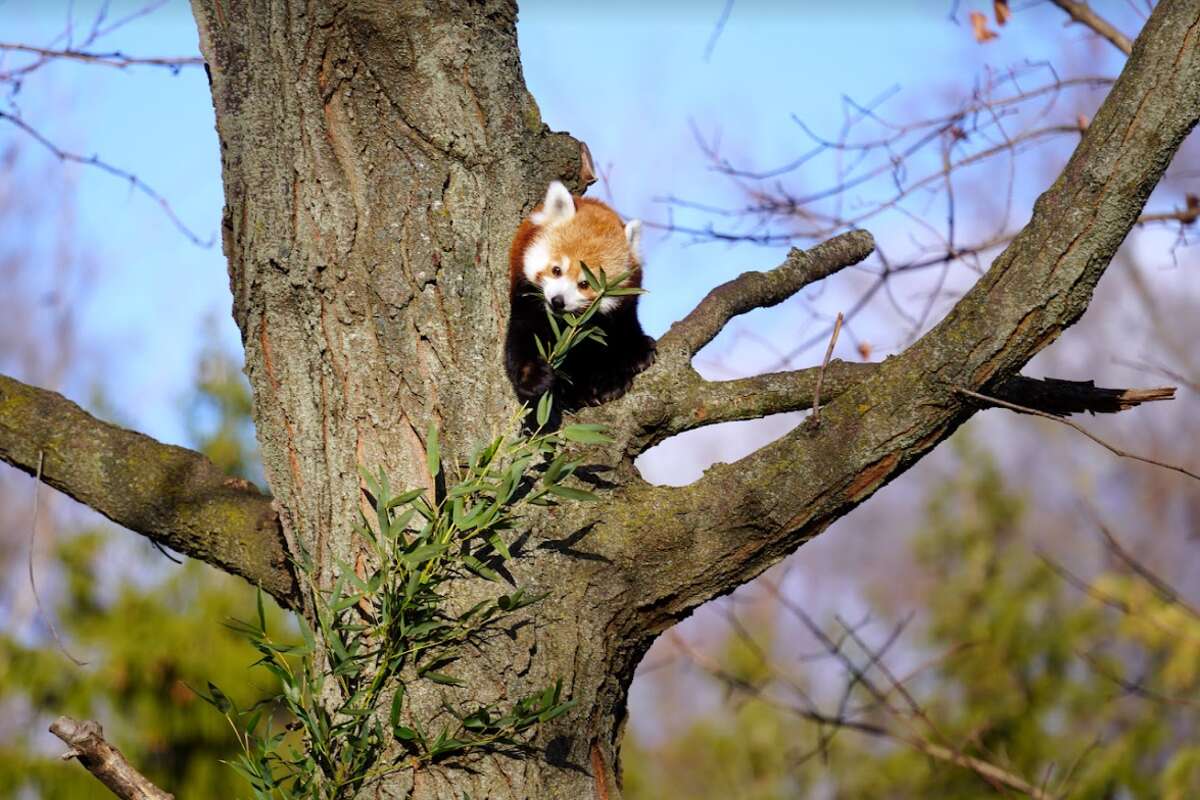 Red panda - Detroit Zoo