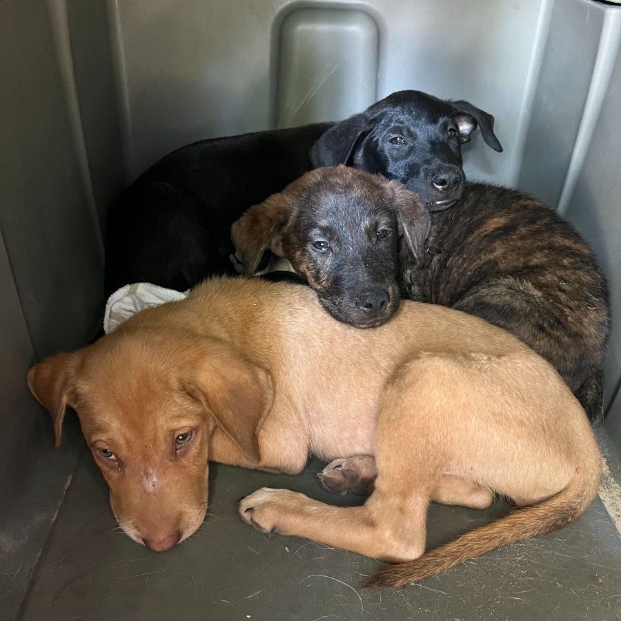 Alamo Heights dogs abandoned at unprecedented rates