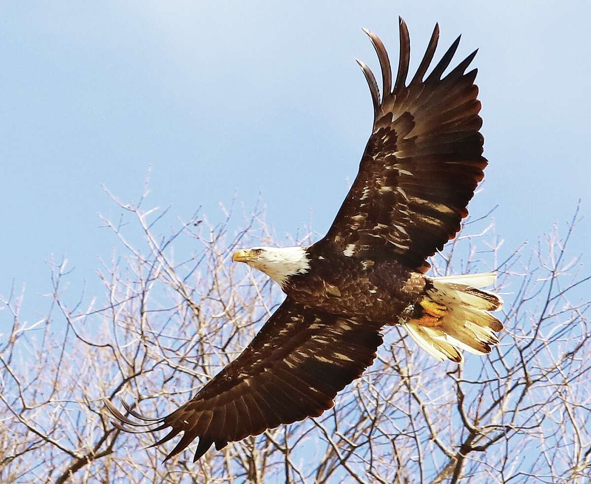 John Badman|The Telegraph Guided eagle watching shuttle tours in Alton and Grafton resume Jan. 7, 2023, according to the Great Rivers & Routes Tourism Bureau.
