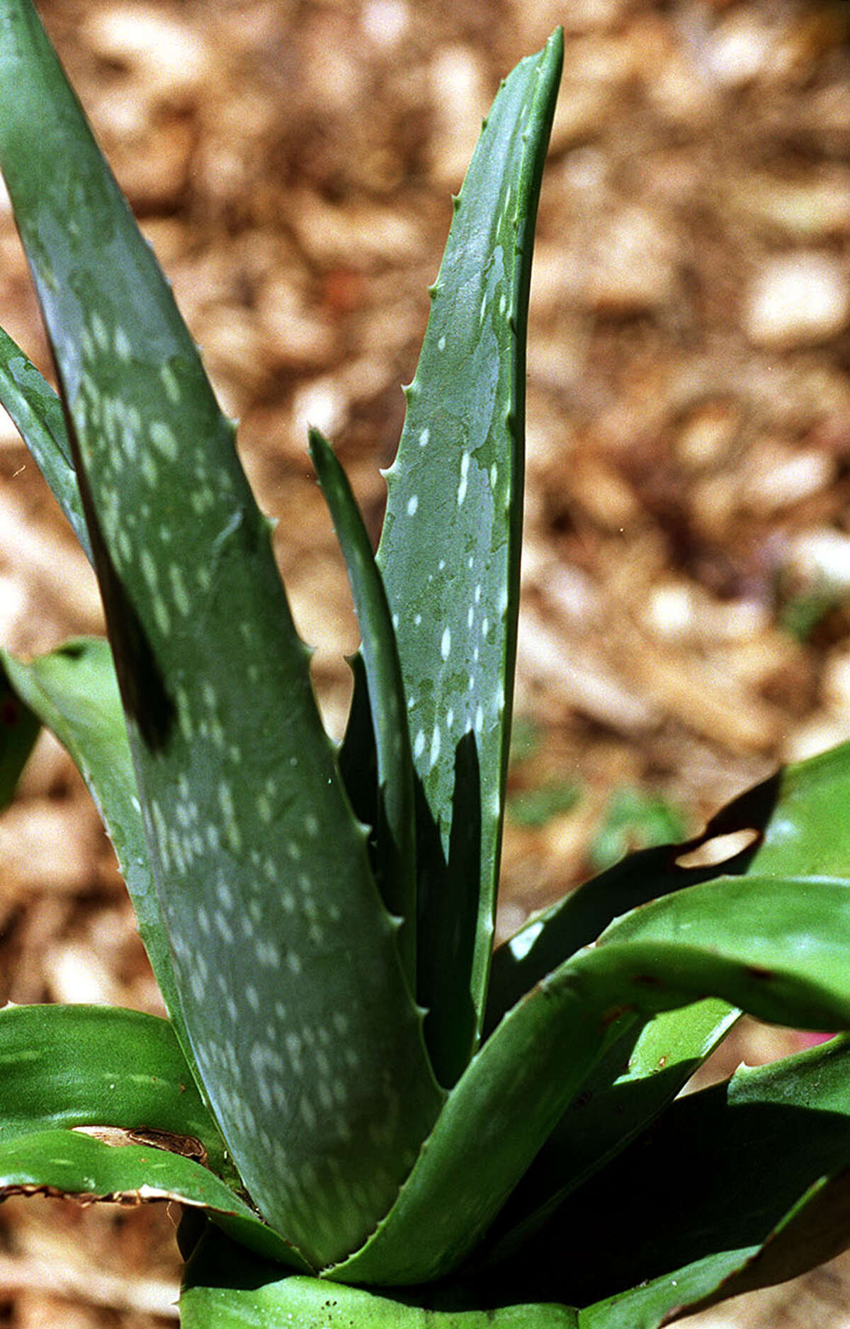 Aloe vera should be protected during a freeze.