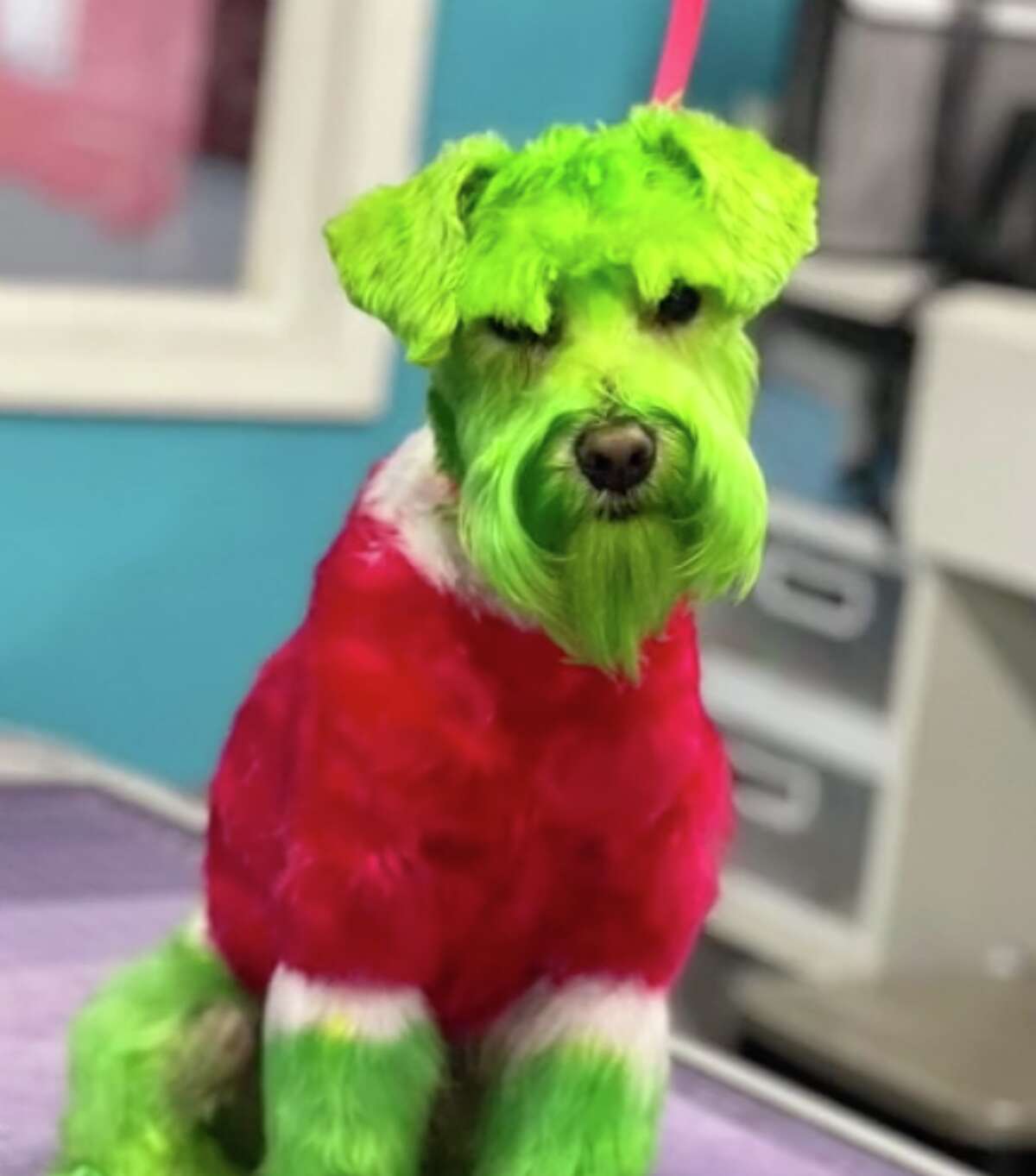 Illinois Woman Dyes Her Dog Green To Look Like Dr Seuss Grinch Who 