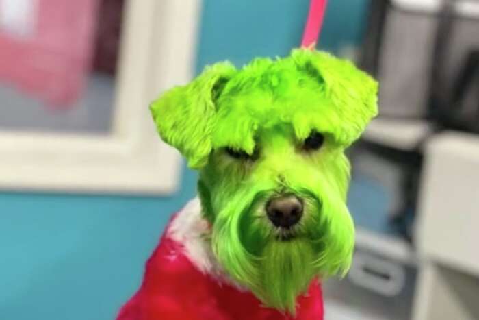 Manic panic on outlet dogs