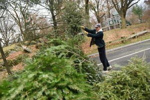 Greenwich Christmas tree recycling turns them into wood chip