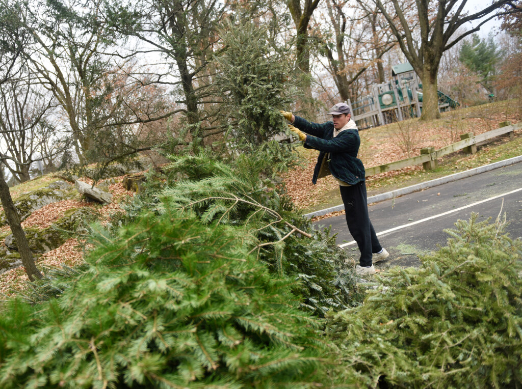 Greenwich Christmas tree recycling turns them into wood chip
