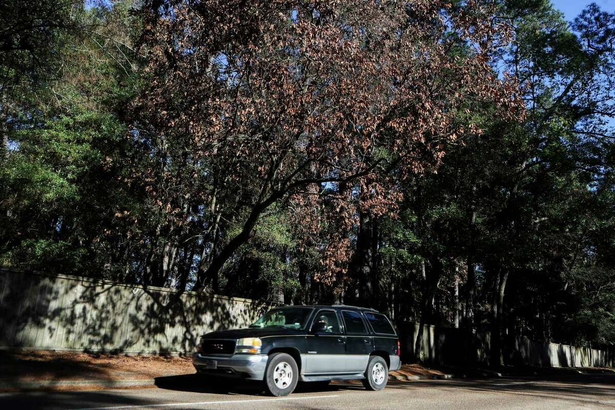 Kingwood's Livable Forest gets makeover after 50 years
