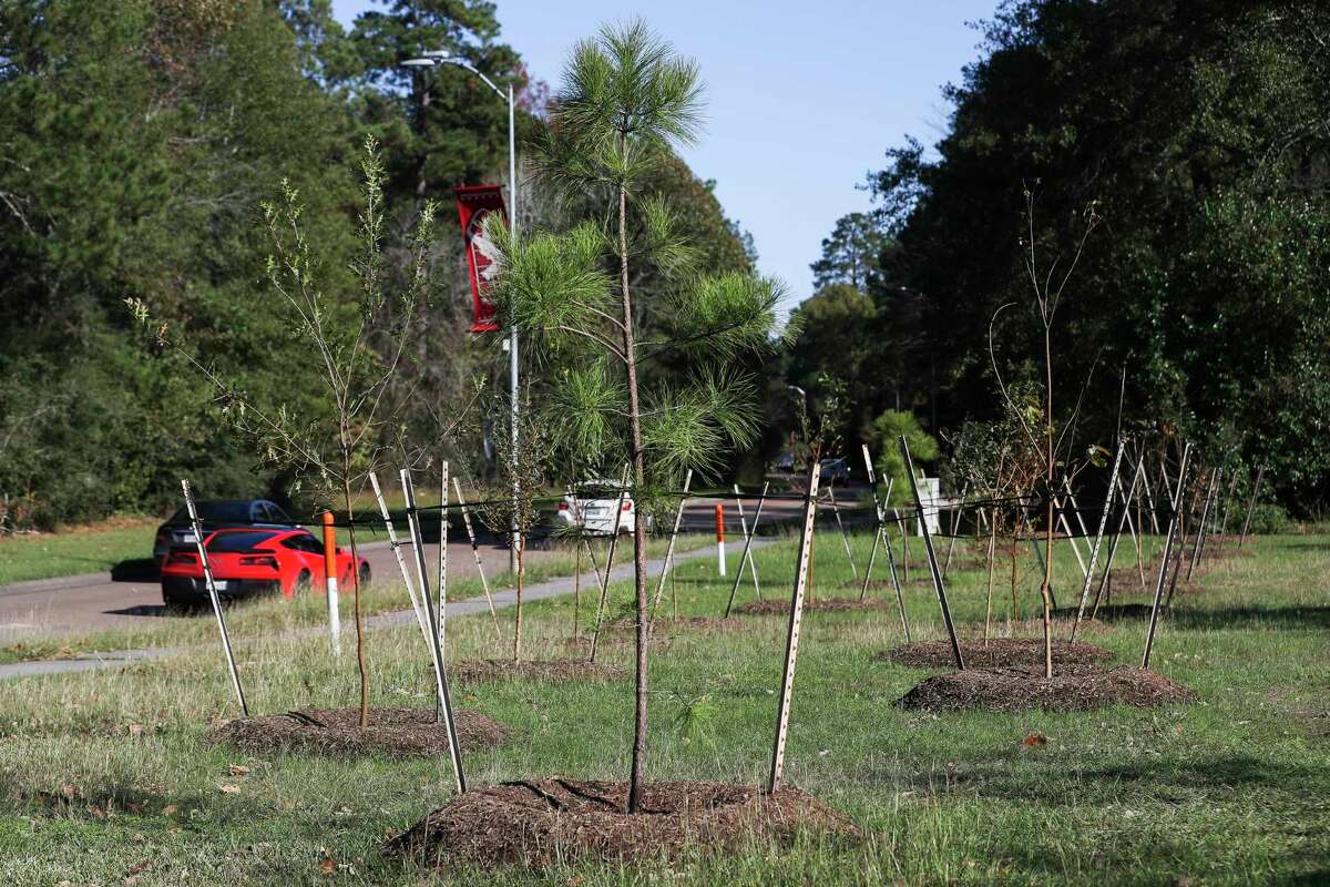 Kingwood's Livable Forest gets makeover after 50 years