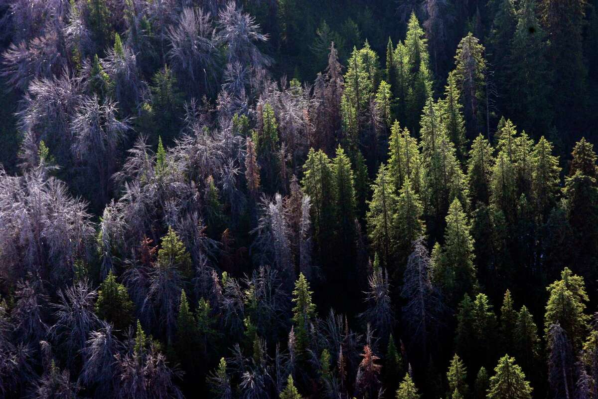 Whitebark pine that have succumbed to mountain pine beetles are seen near Jackson Hole, Wyo., in 2011. Federal officials have listed the pines as threatened under the Endangered Species Act, an important step toward trying to save them.