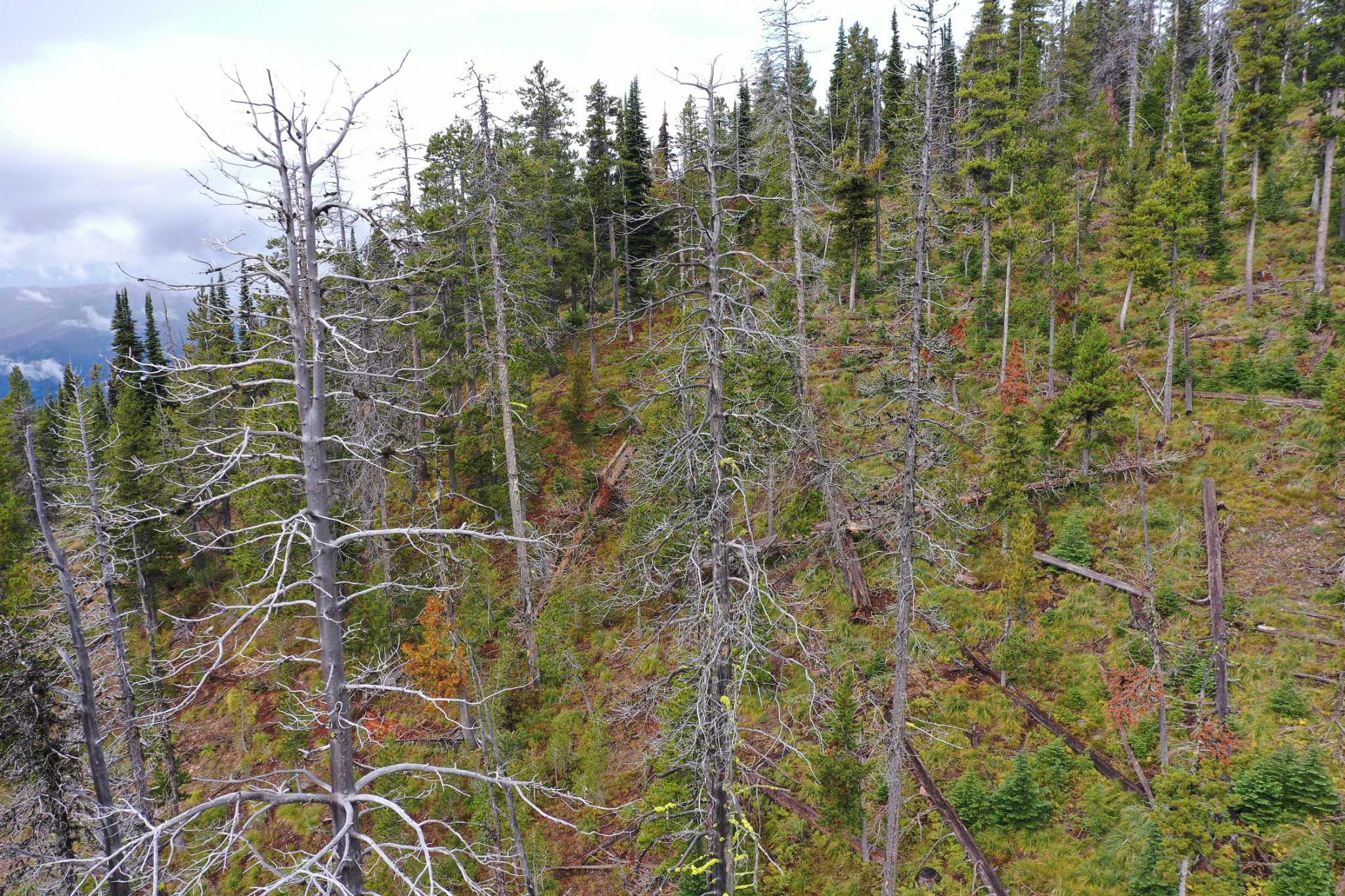 An ecologically crucial Sierra pine becomes one of few tree species ... - San Francisco Chronicle