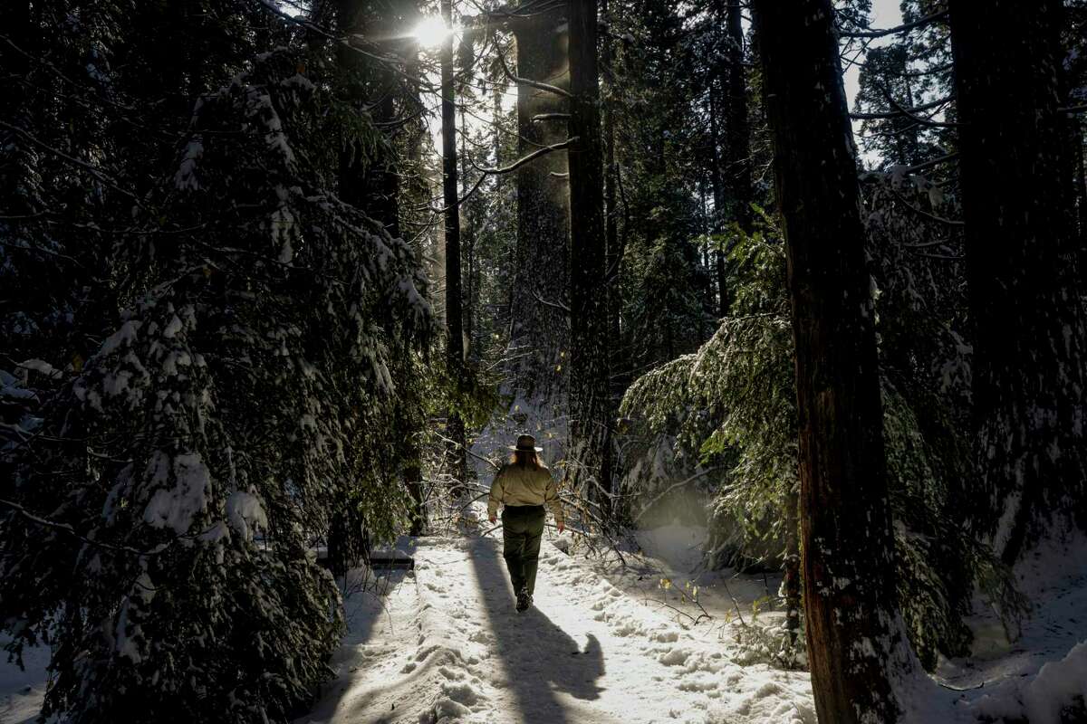 Amber Sprock, an interpreter and spokesperson for California State Parks, walks through forest at Calaveras Big Trees State Park in Arnold (Calaveras County) on Dec. 14.