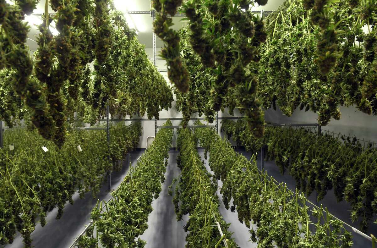 Cannabis plants hang in a drying room at the CTPharma cultivation facility in Rocky Hill, Connecticut, on December 13, 2022.