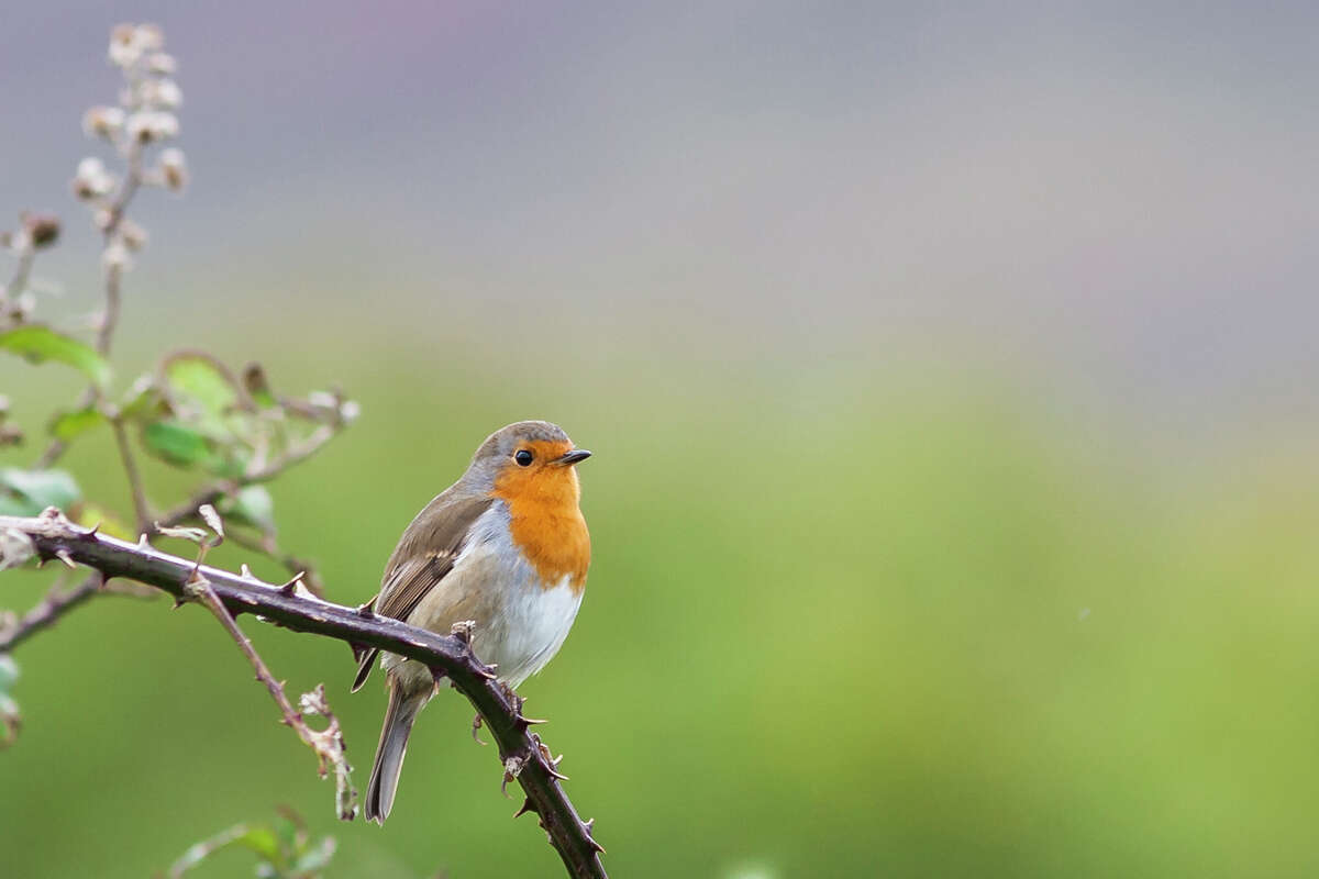 An old European story tells us how the European robin got its red breast. Photo Credit: Kathy Adams Clark. Restricted use.