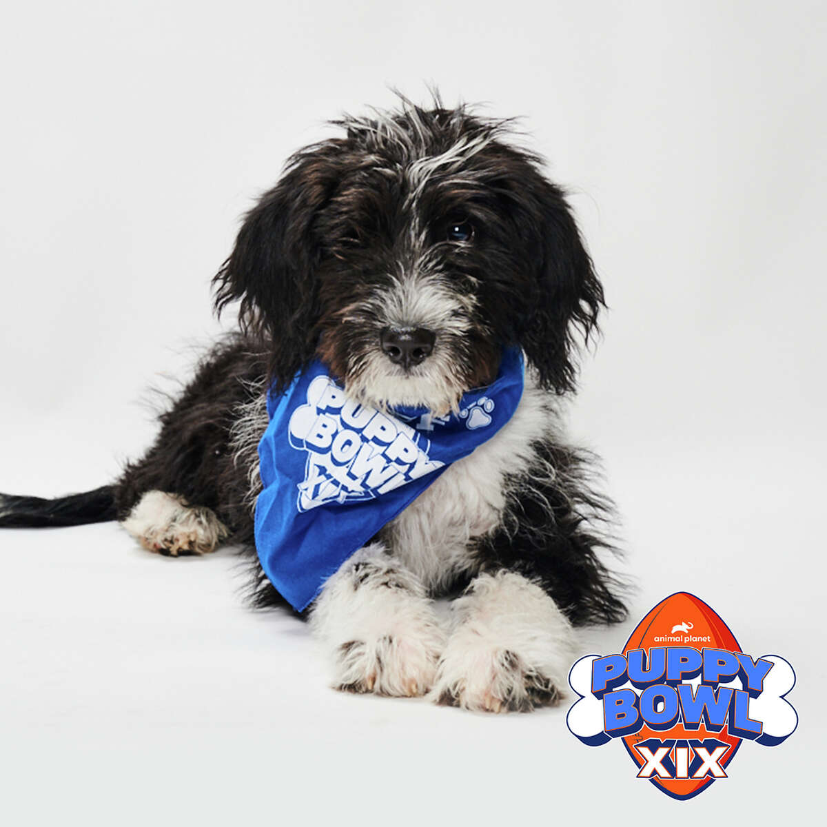 Stardust from the Danbury Animal Welfare Society will play in this year's Puppy Bowl on Sunday, Feb. 12.