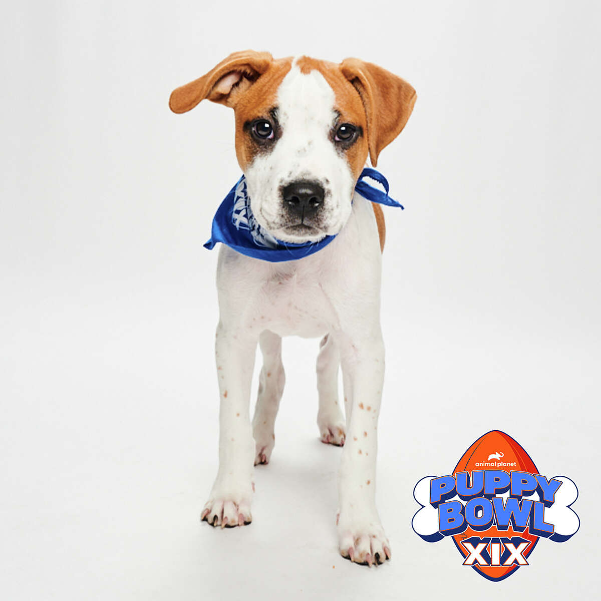 Archer from Dog Star Rescue will play in this year's Puppy Bowl on Sunday, Feb. 12.