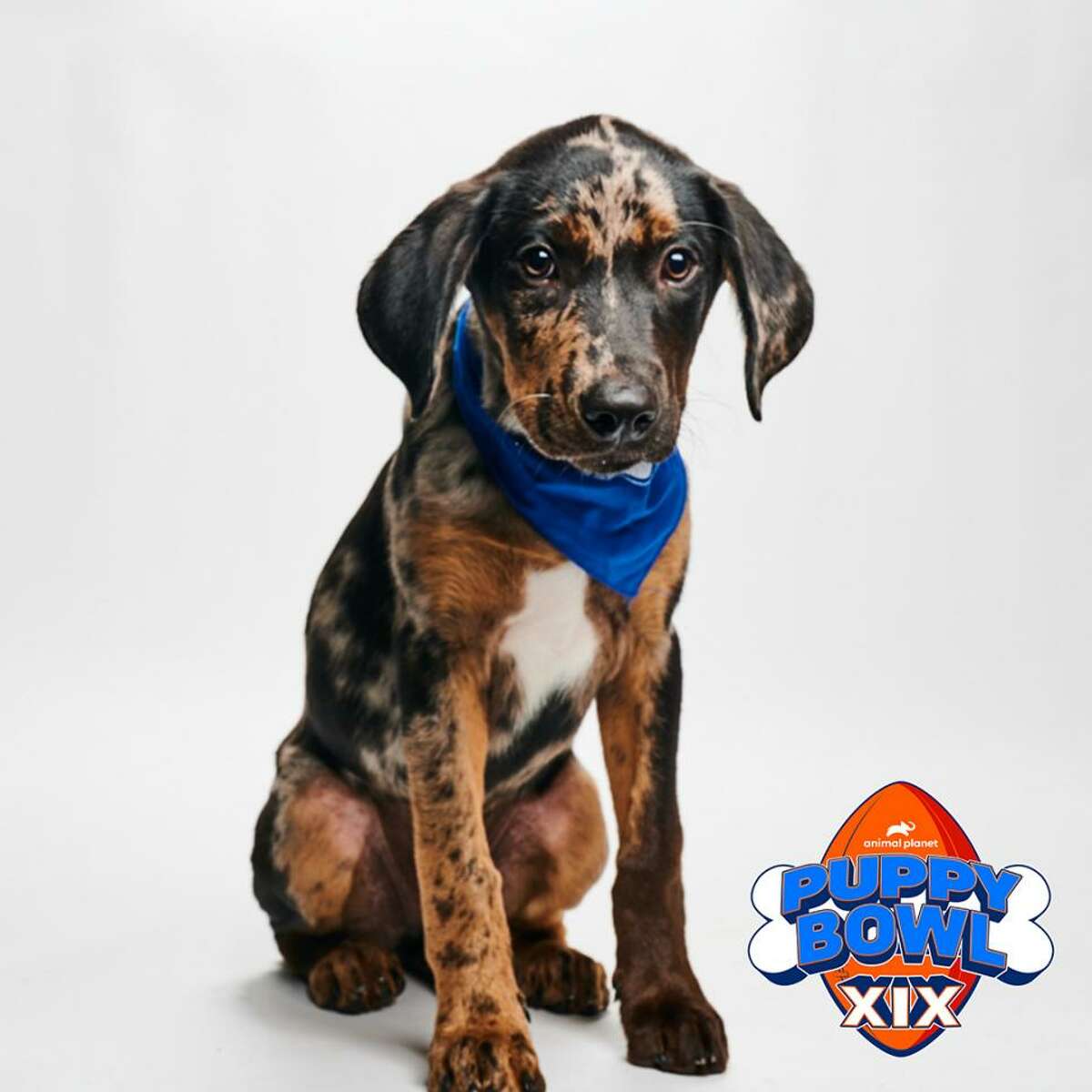 Madden from Dog Star Rescue will play in this year's Puppy Bowl on Sunday, Feb. 12.