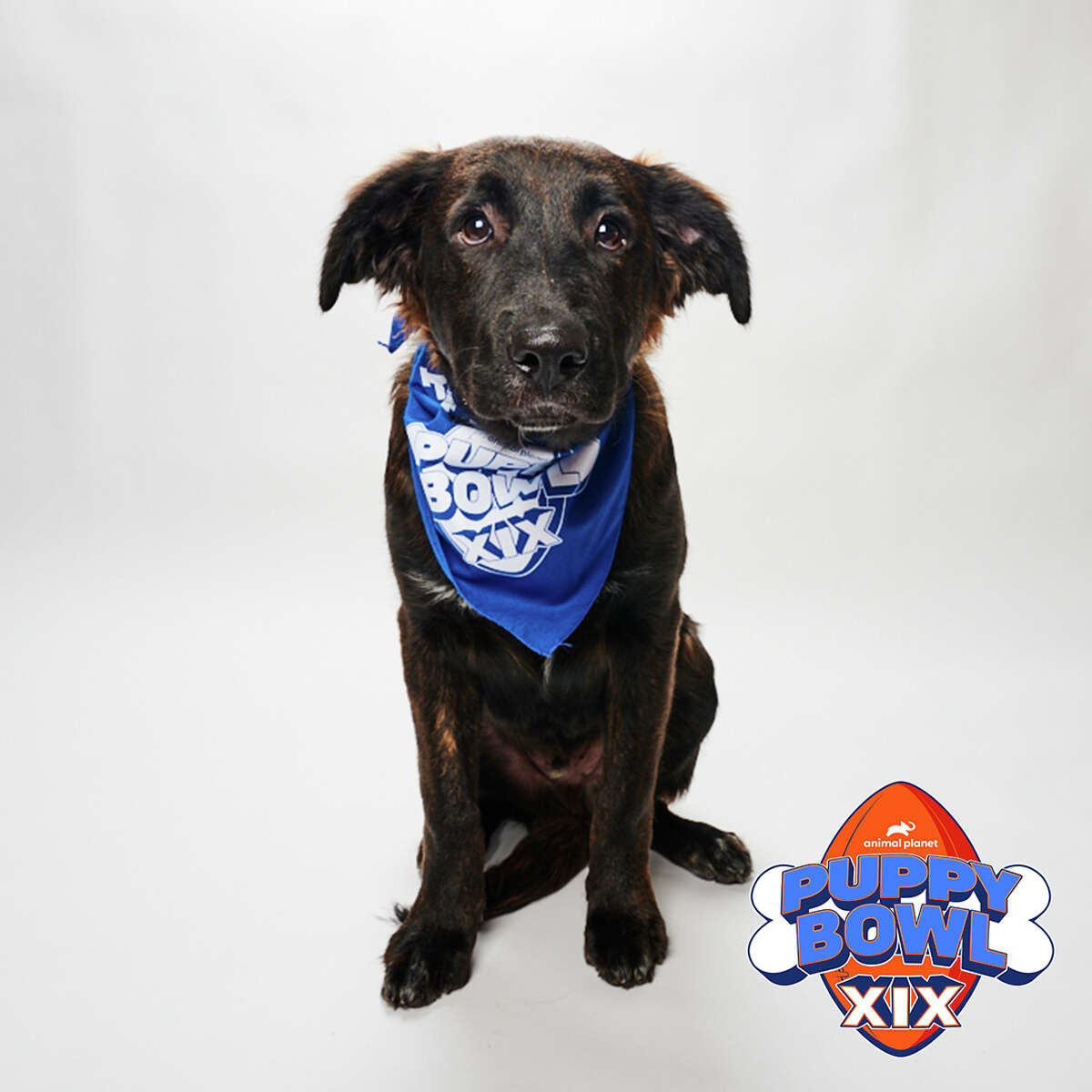Maverick from Dog Star Rescue will play in this year's Puppy Bowl on Sunday, Feb. 12.