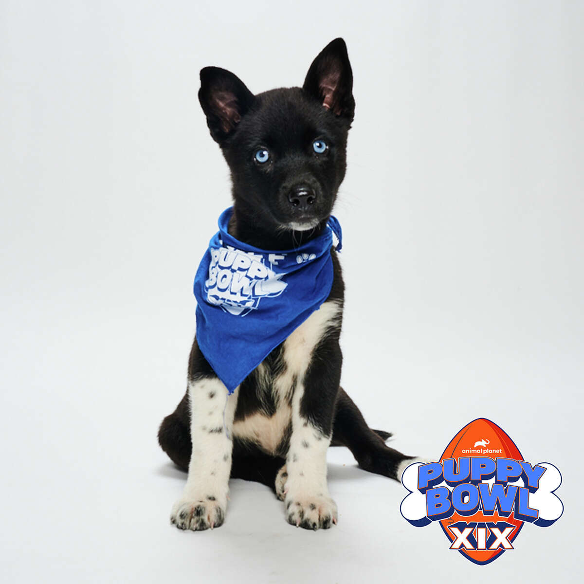 Twinkle from the Lucky Dog Refuge will play in this year's Puppy Bowl on Sunday, Feb. 12.