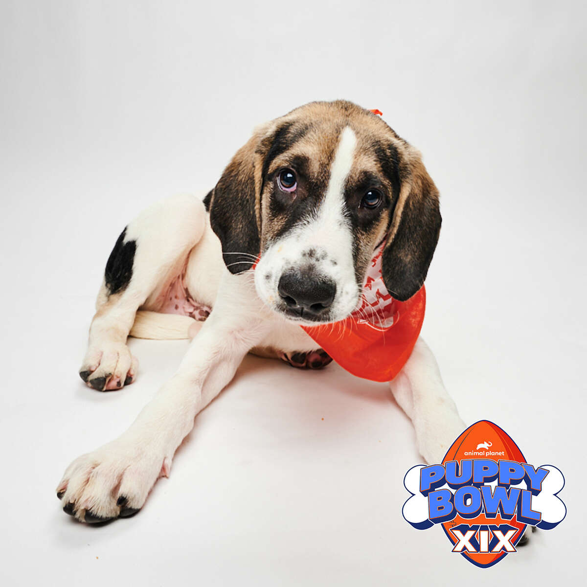 Moose from the Pack Leaders Rescue of CT will play in this year's Puppy Bowl on Sunday, Feb. 12.