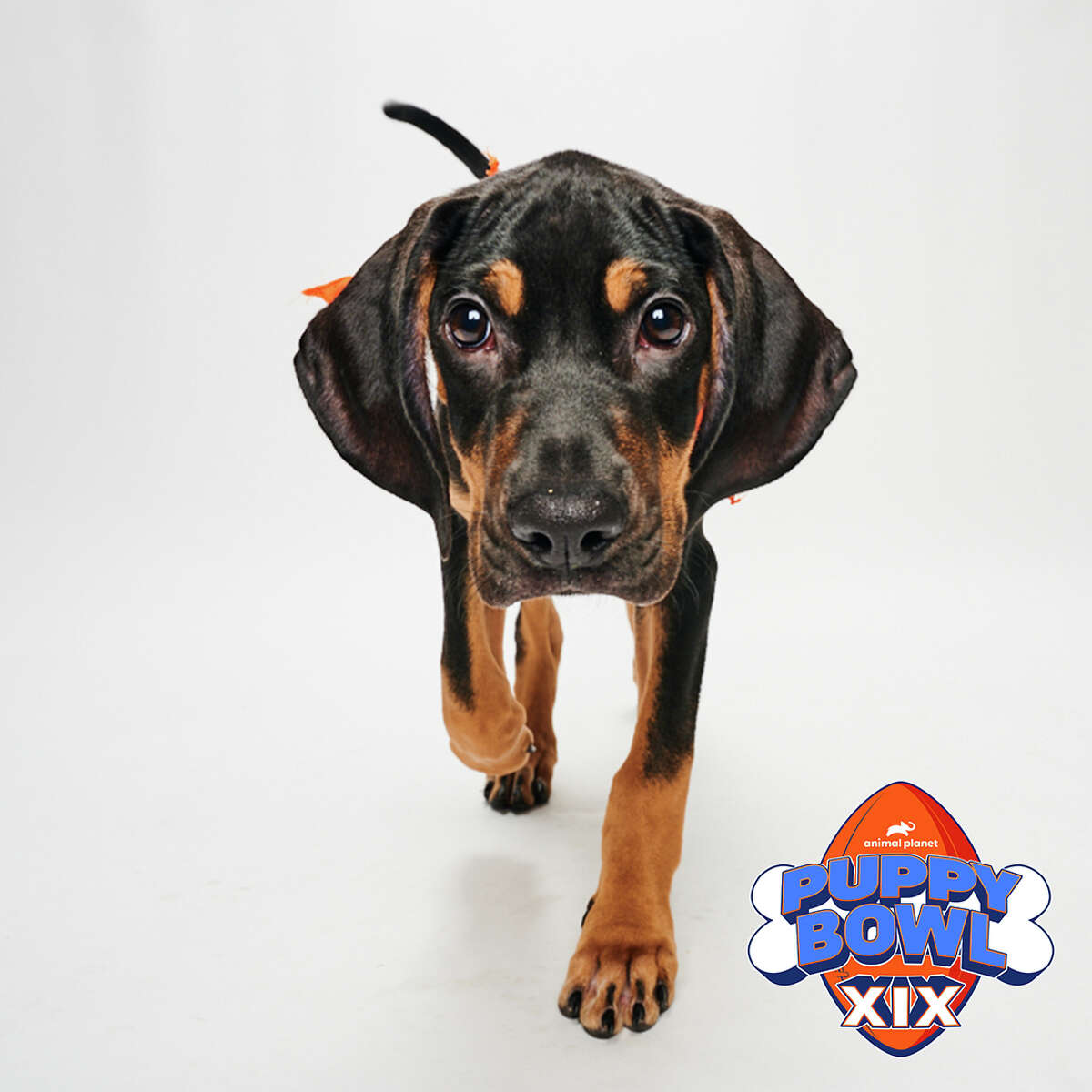 Pauly from ROAR will play in this year's Puppy Bowl on Sunday, Feb. 12.