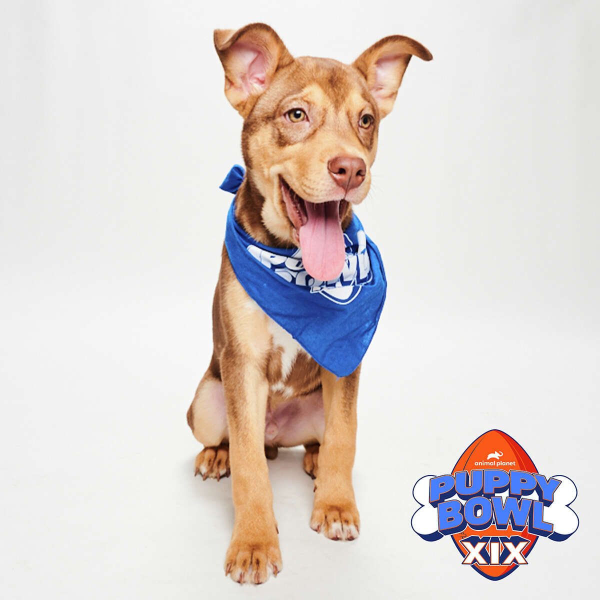 Schnitzel from ROAR will play in this year's Puppy Bowl on Sunday, Feb. 12