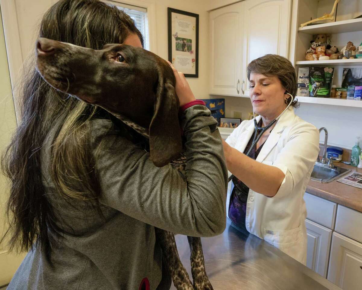 Veterinarian shortage overwhelms Capital Region clinics