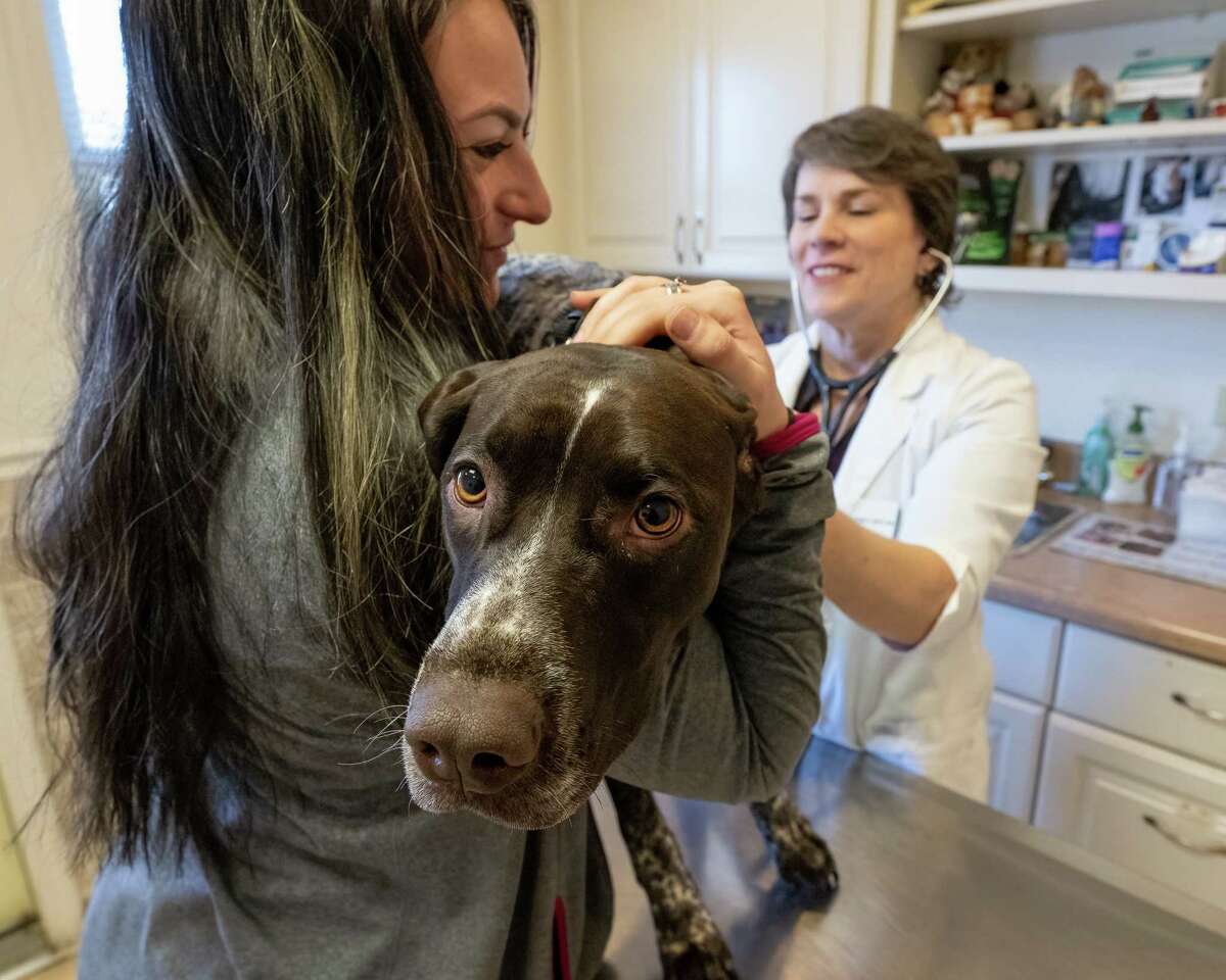 Veterinarian shortage overwhelms Capital Region clinics