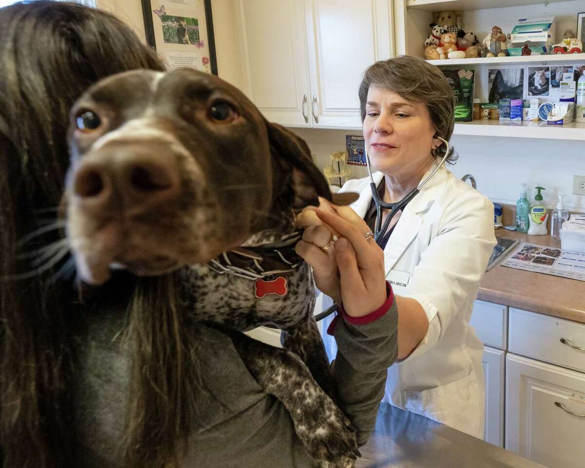 Veterinarian shortage overwhelms Capital Region clinics