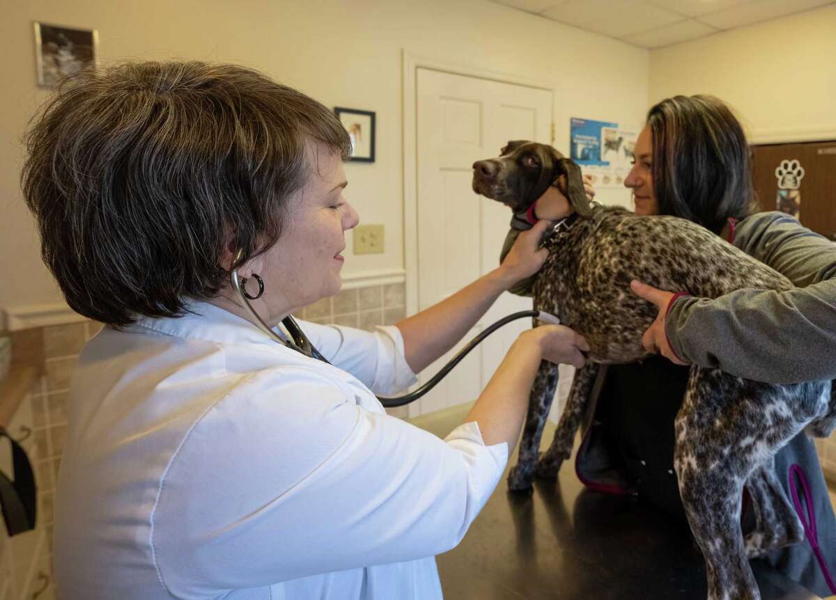 Veterinarian shortage overwhelms Capital Region clinics