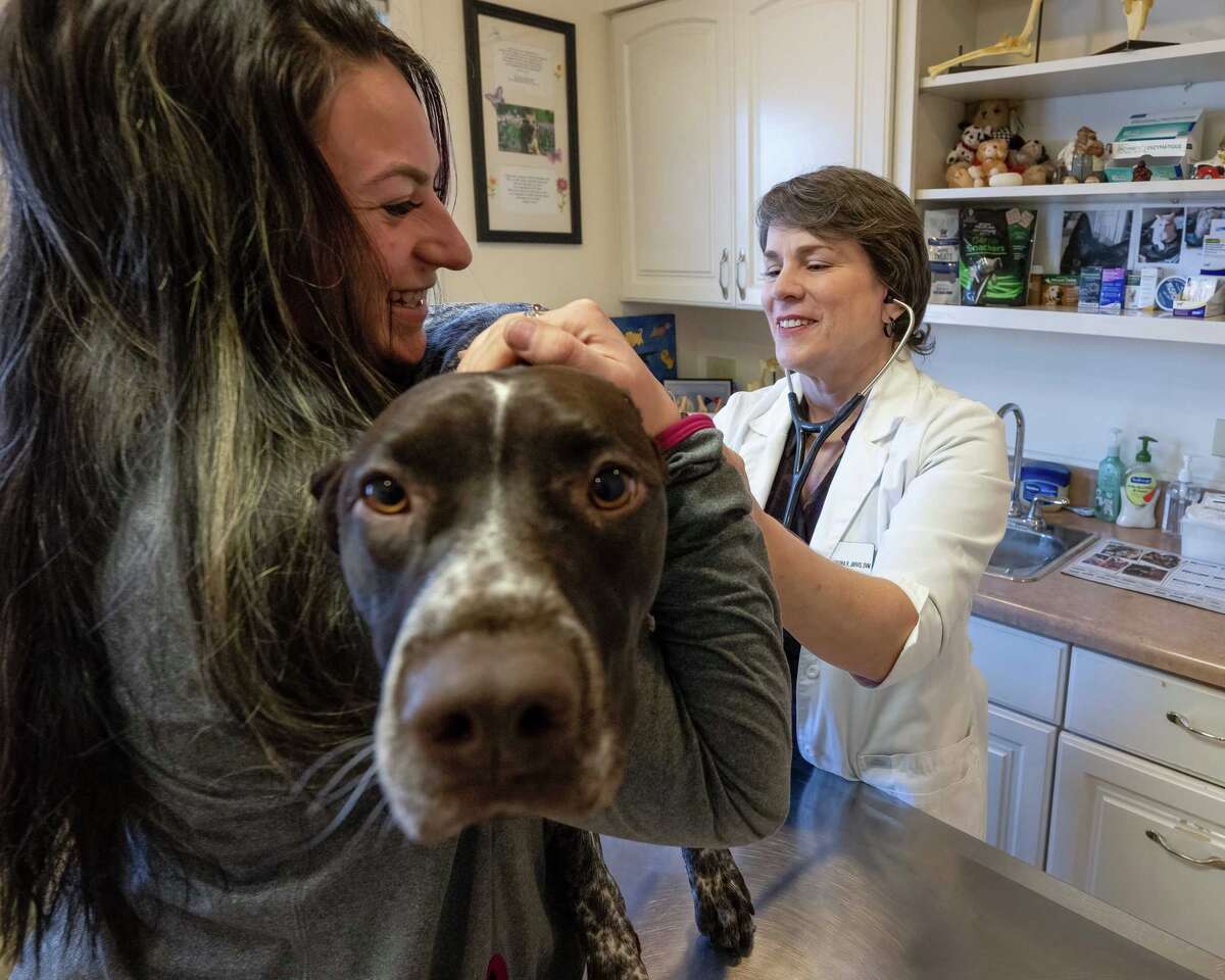 Veterinarian shortage overwhelms Capital Region clinics