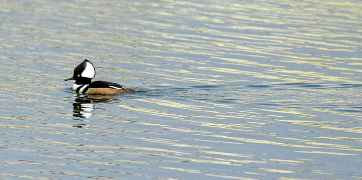 A hooded merganser, enjoying life in Greenwich Harbor, is spotted by birding enthusiasts and naturalists as part of the Cornell Lab of Ornithology's annual Great Backyard Bird Count, at Grass Island Park on Feb. 15, 2019 in Greenwich, Connecticut. Ducks, geese, loons and gulls are some of the birds that spend the winter on Long Island Sound.