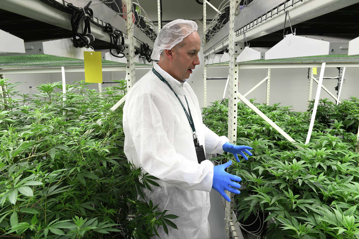 Rino Ferrarese, executive vice president of Verano Holdings North Region, is photographed in a propagation room with young cannabis plants at the CTPharma cultivation facility in Rocky Hill, Connecticut, on December 13, 2022.