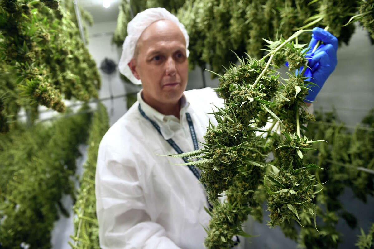 Rino Ferrarese, executive vice president of Verano Holdings North Region, is photographed in a drying room holding a secction of a Headband cannabis plant at the CTPharma cultivation facility in Rocky Hill, Connecticut, on December 13, 2022.