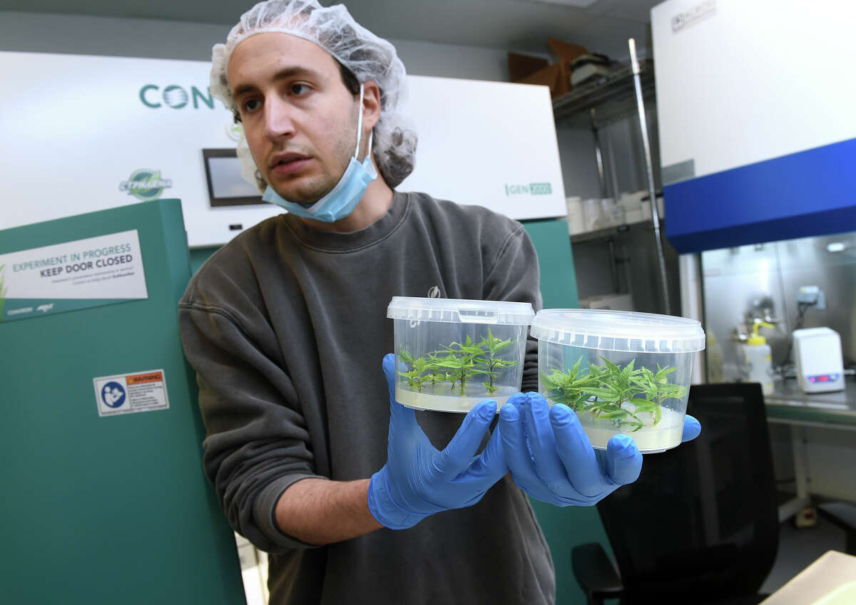 Micropropagation Manager Noah Feuer holds containers of micro axillary cuttings in a lab at the CTPharma cultivation facility in Rocky Hill, Connecticut, on December 13, 2022.
