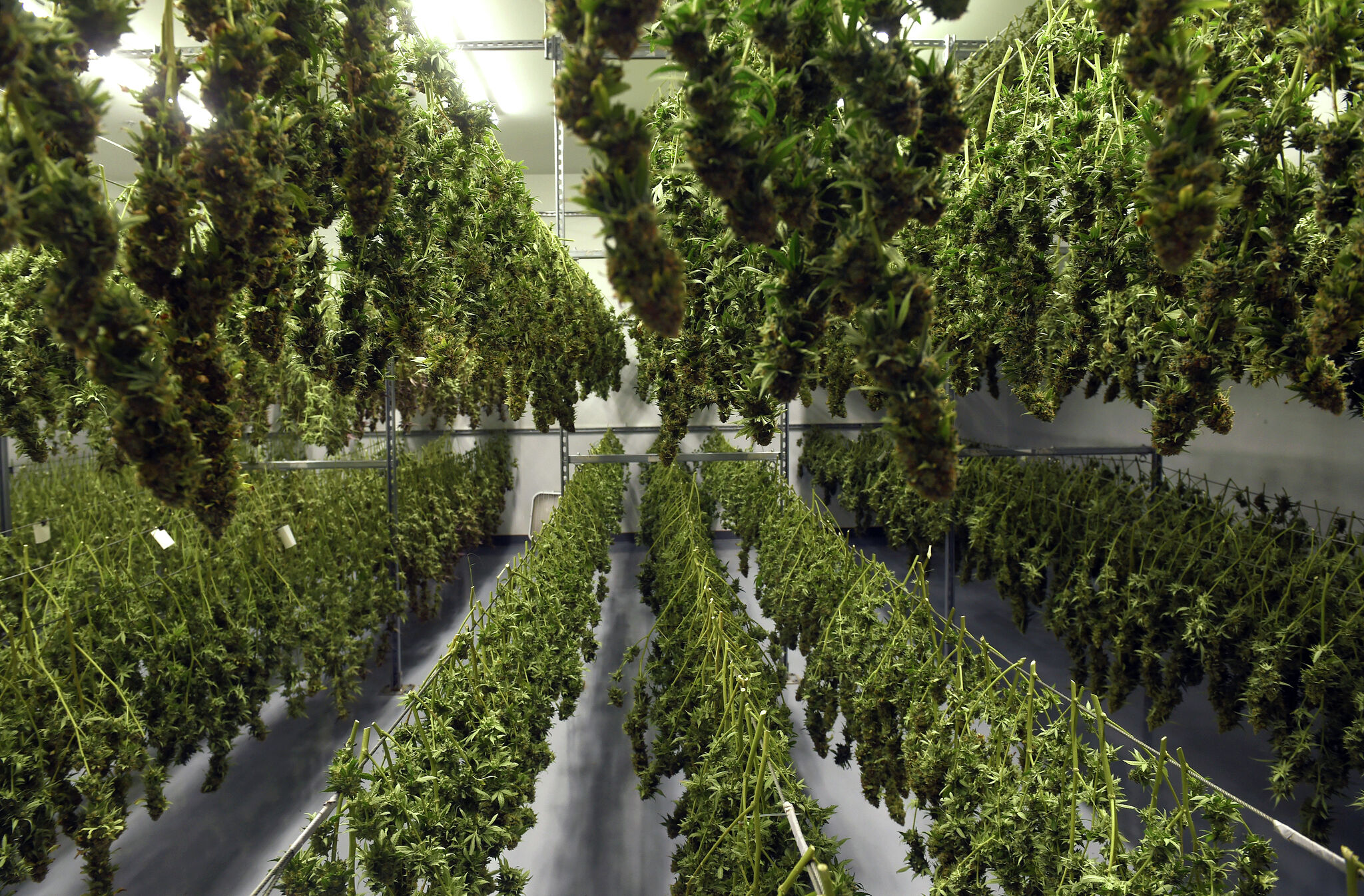 Cannabis business license lotteries are being put on hold in CT - Vimarsana News