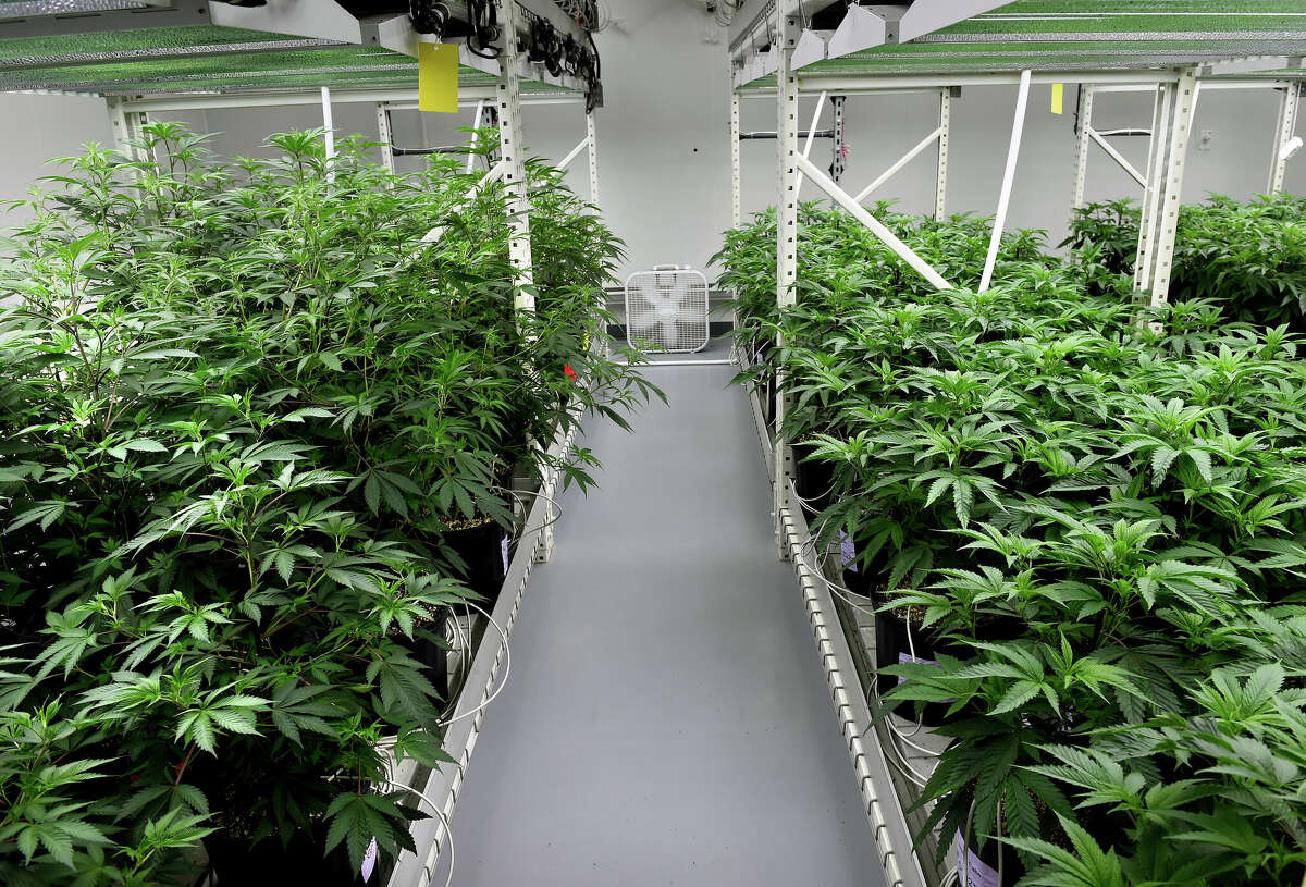 A Look Inside Cts Largest Cannabis Operation