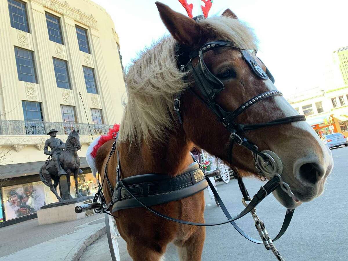 A carriage horse downtown for the holidays. Those who support a ban on horse-drawn carriages say the horses carry heavy loads, suck in exhaust fumes, tune out wailing sirens and spend long hours pounding their hooves on hard pavement.