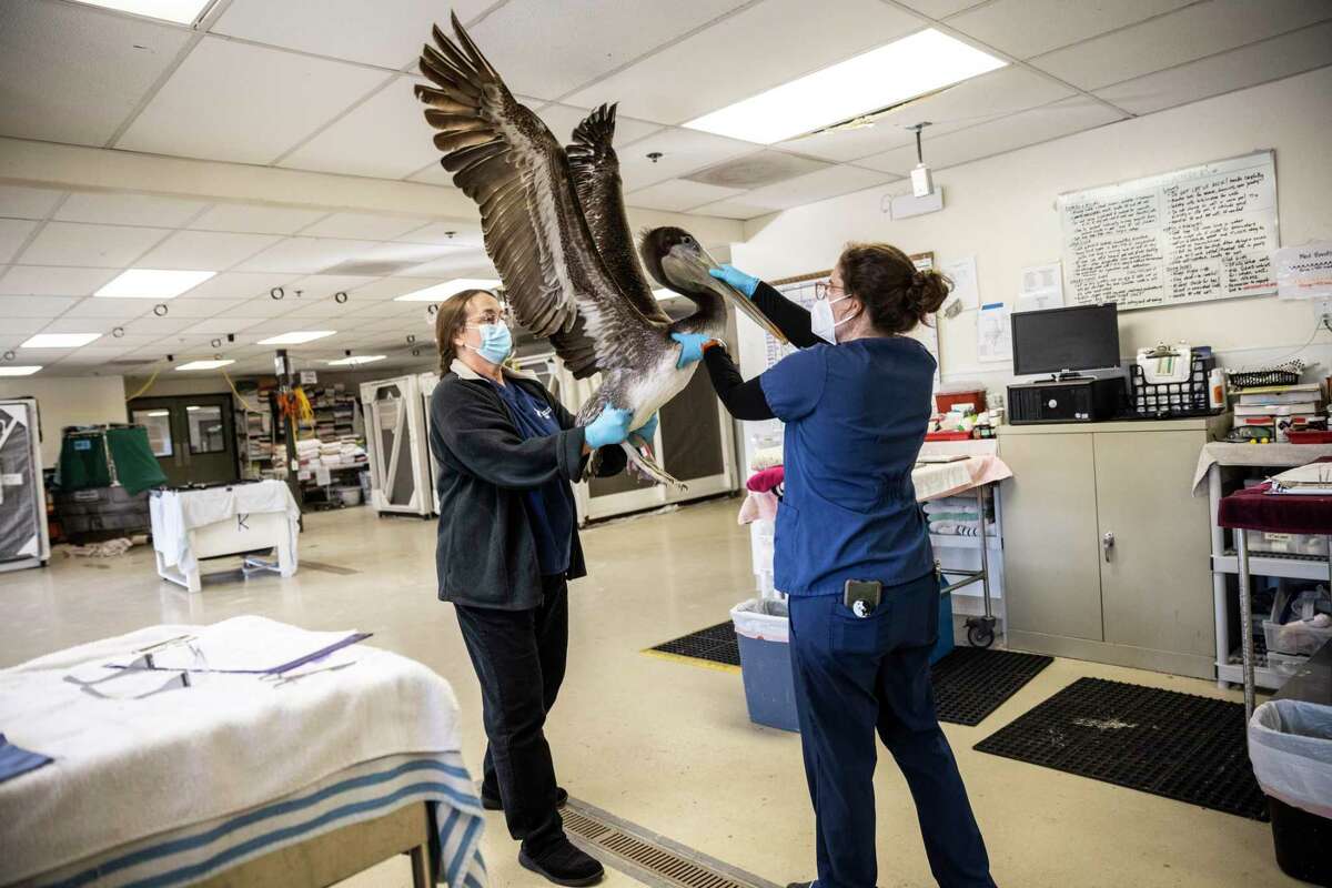Rebecca Duerr, director of research and veterinary science at International Bird Rescue, left, and wildlife center manager Kelly Beffa examine a pelican undergoing rehabilitation in Fairfield.