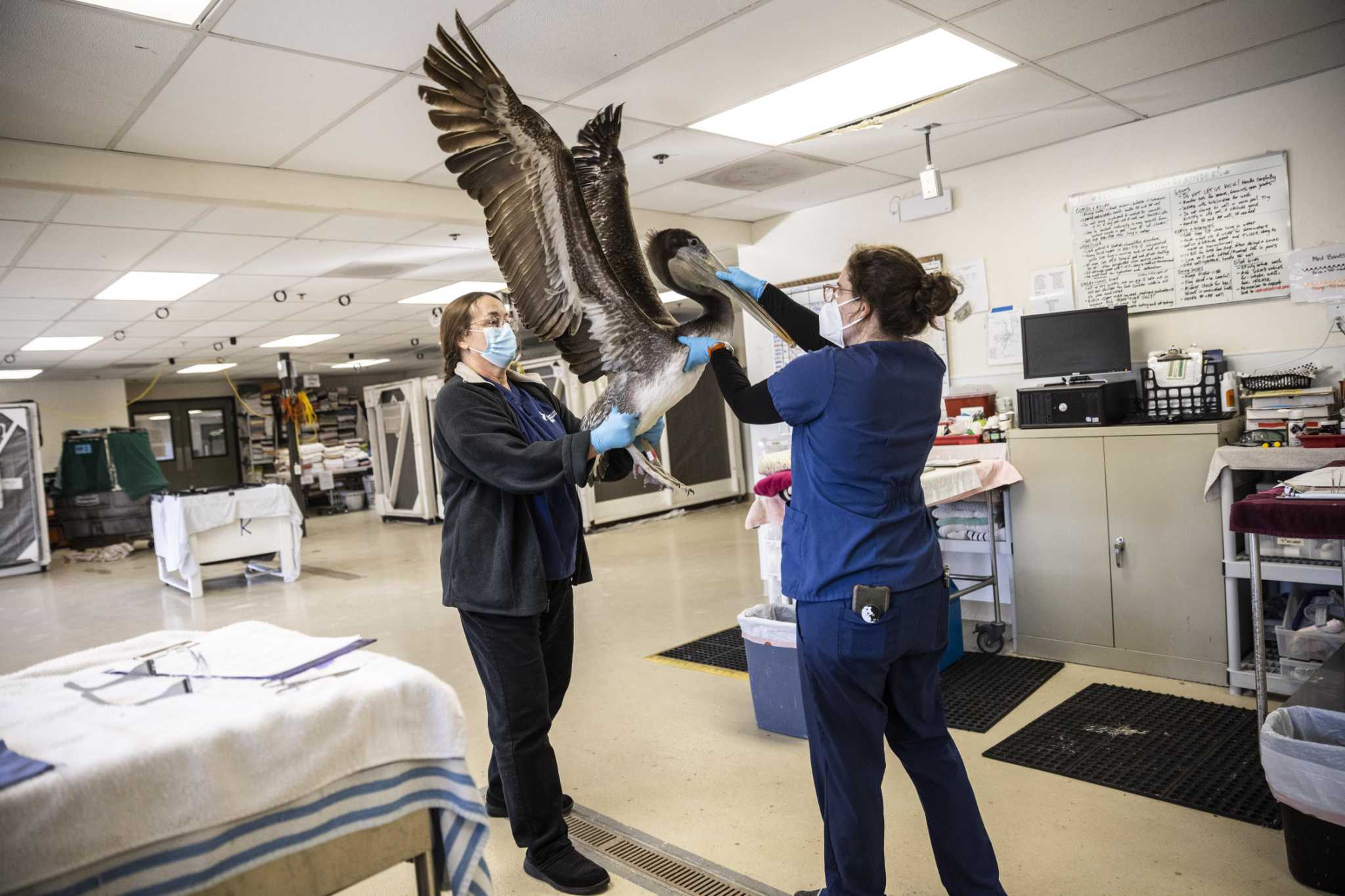 Dozens of Bald Eagles Have Died From Bird Flu - The New York Times